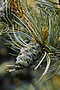 Pinus parviflora Tempelhof IMG_4938 Sosna drobnokwiatowa